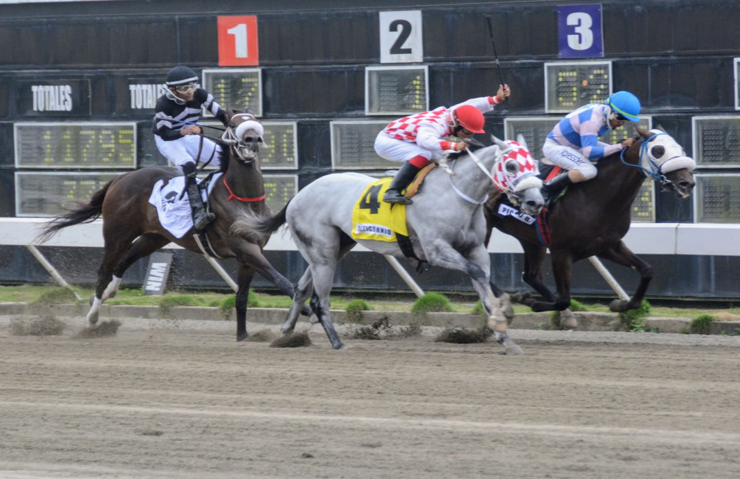 Alticornio gana clásico Matías Ramón Mella Hipódromo V Centenario
