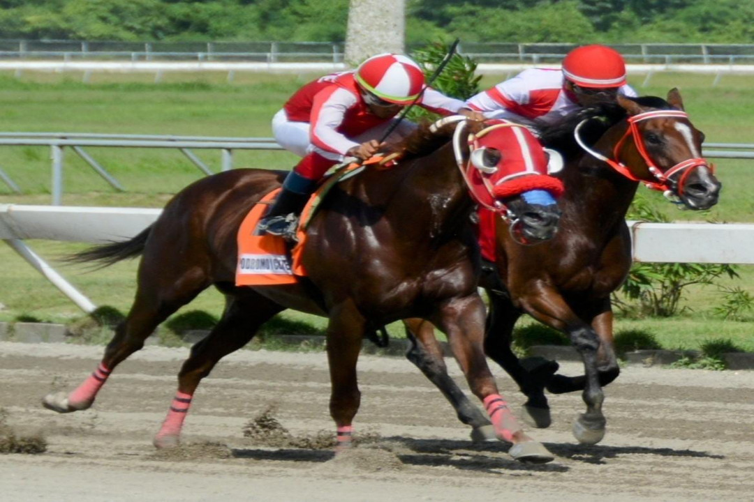 El pool paga RD23,588.00 en el Quinto Centenario Hipódromo V Centenario