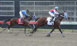 El jinete William Luis es visto en acción este martes (5-11-2024) cuando conduce al ejemplar Don Martín (2) en la delantera, camino a ganar la segunda carrera del cartel #89 del año, en el Hipódromo Quinto Centenario.