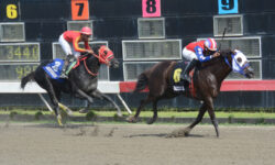 MEDIUMRARE (6)