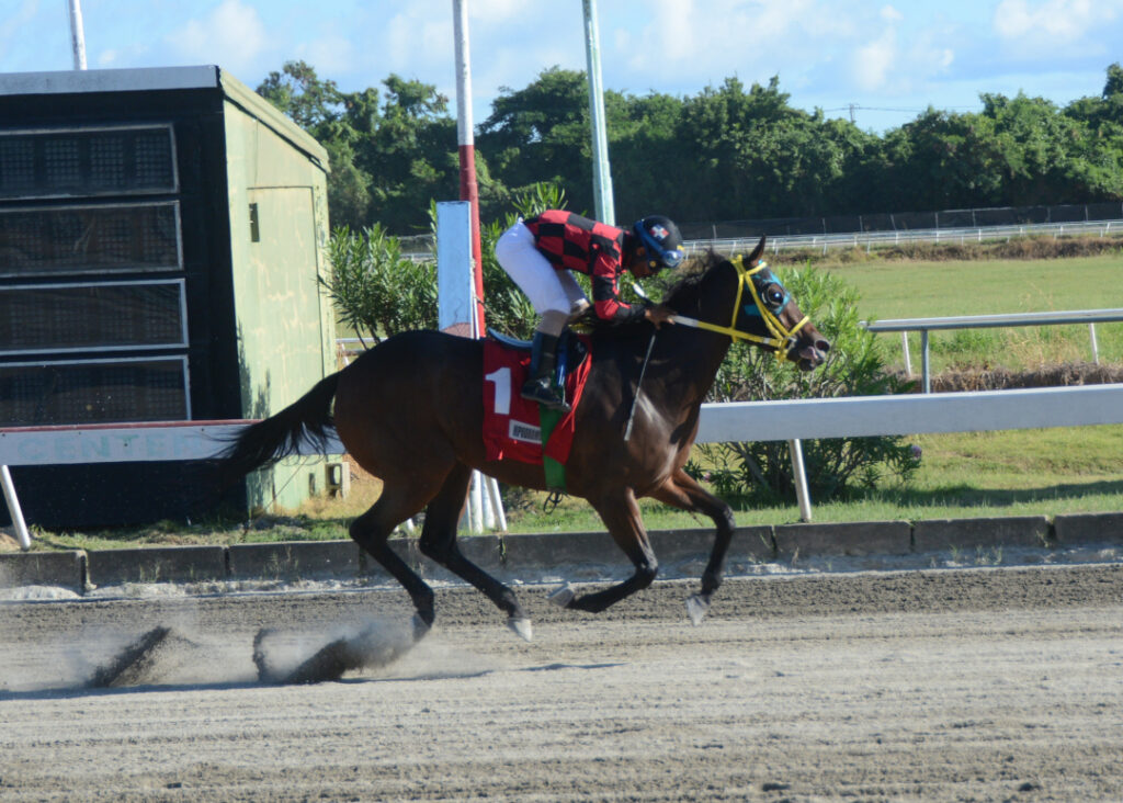 CABUYA B (1)