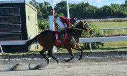 CABUYA B (1)